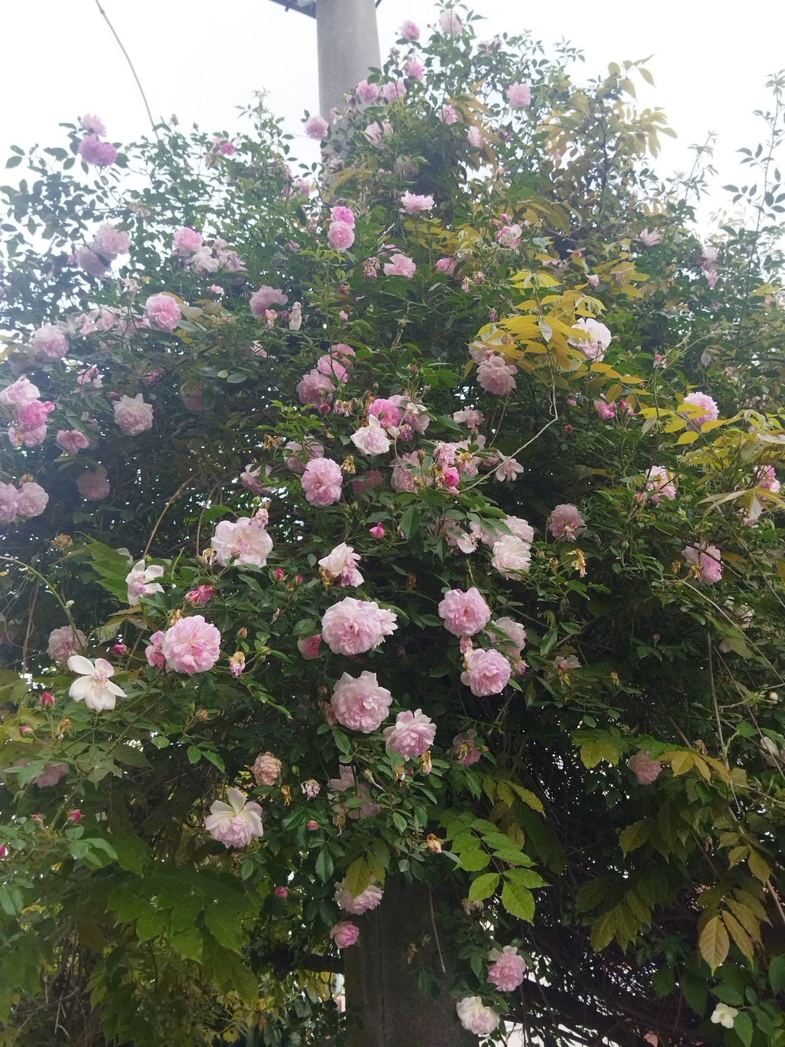 صورة المنشور