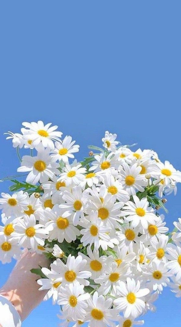 صورة المنشور