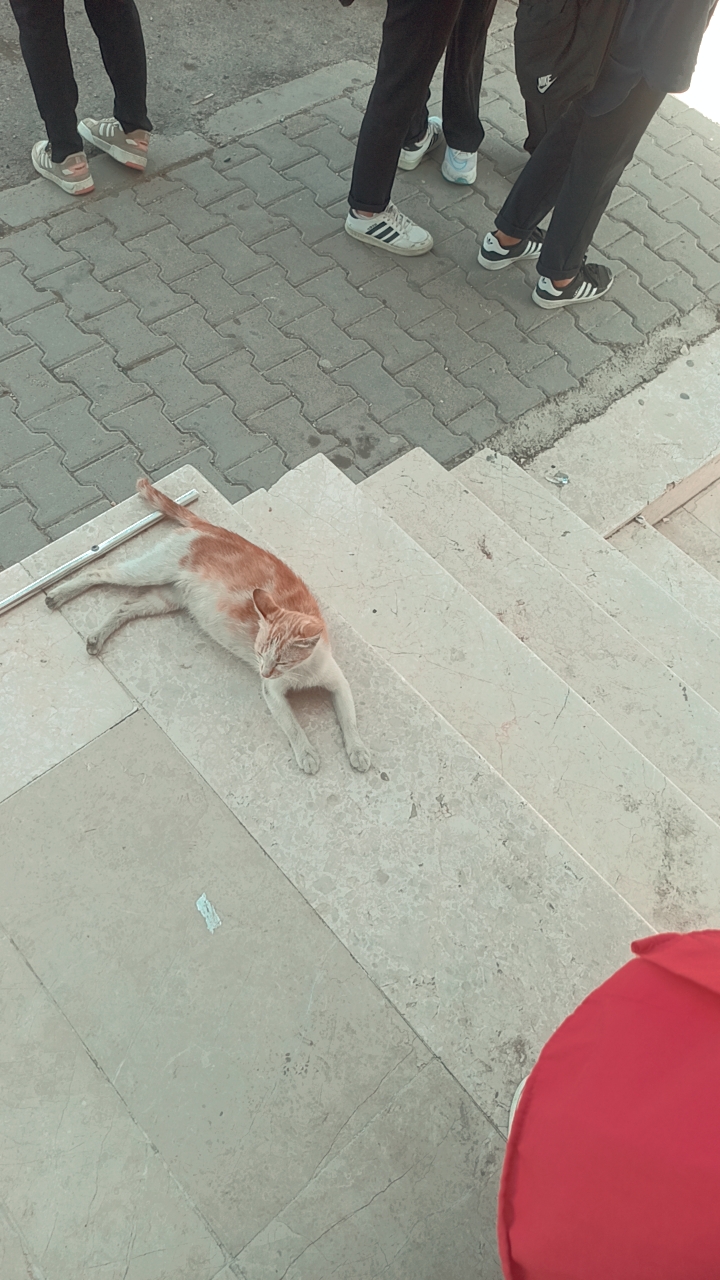 صورة المنشور