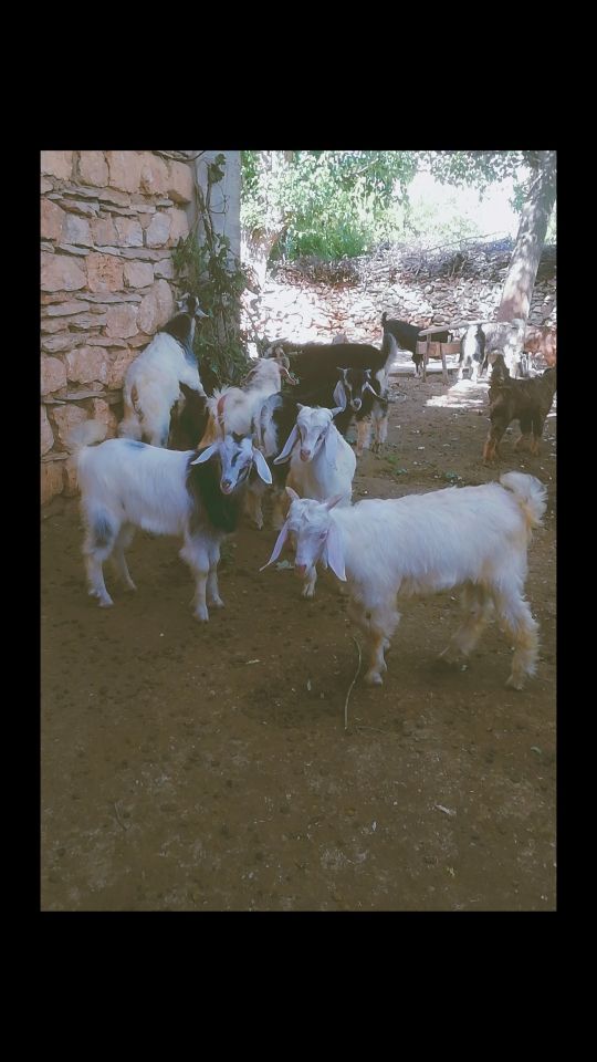 صورة المنشور