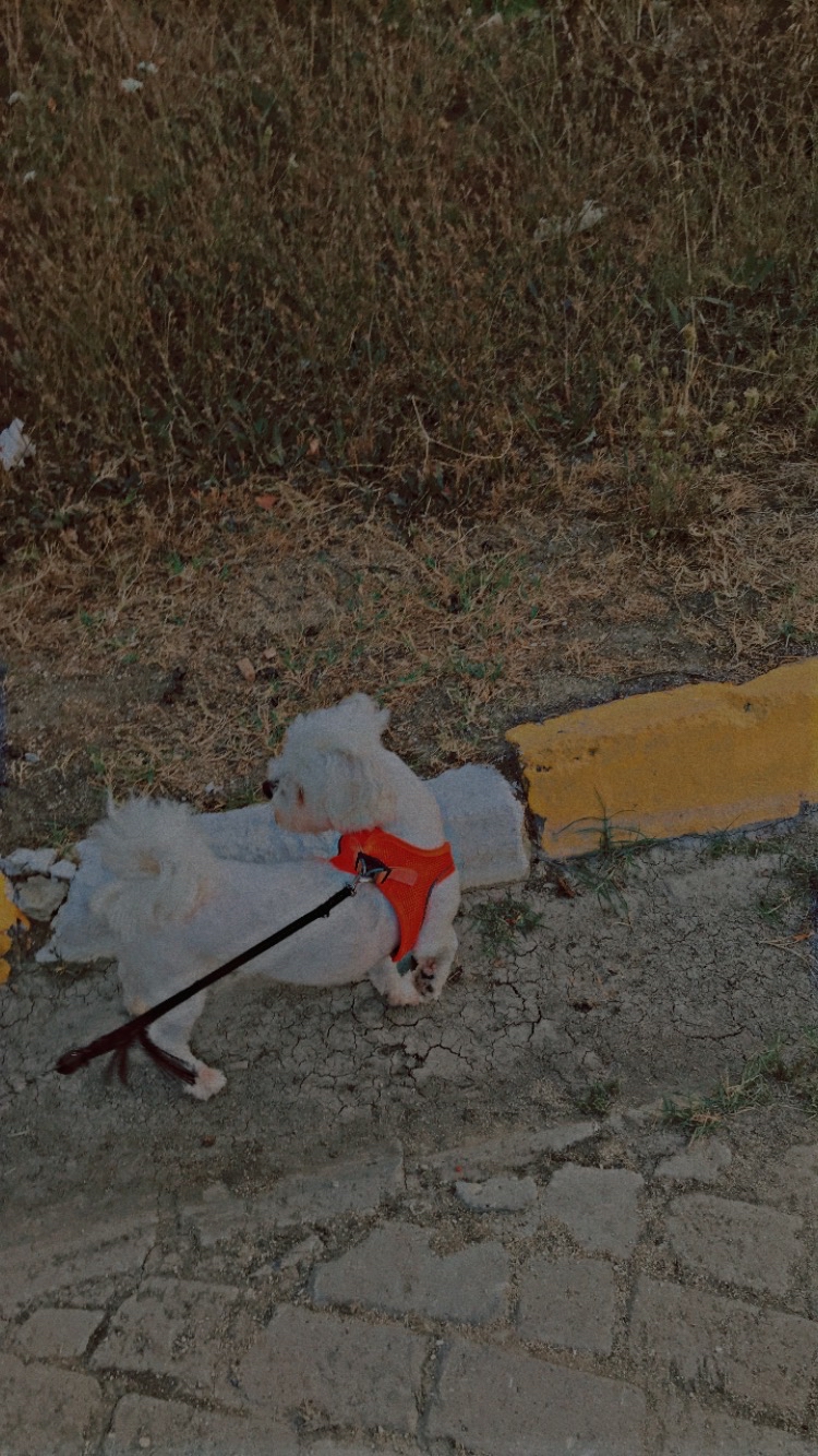 Gönderi görseli