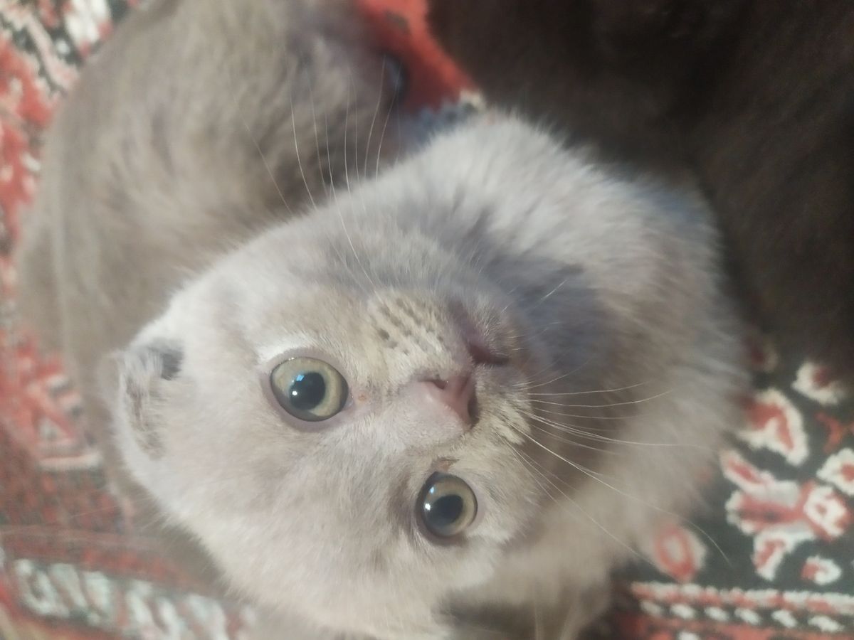 صورة المنشور