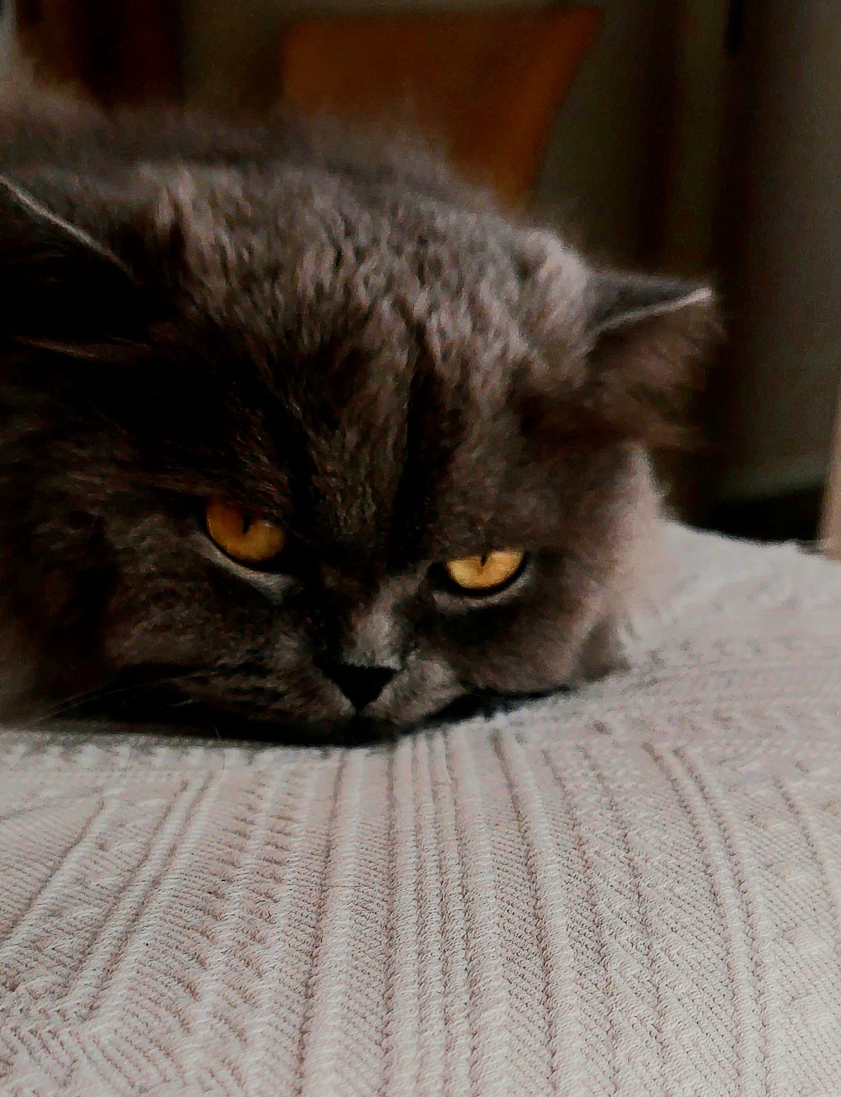 صورة المنشور