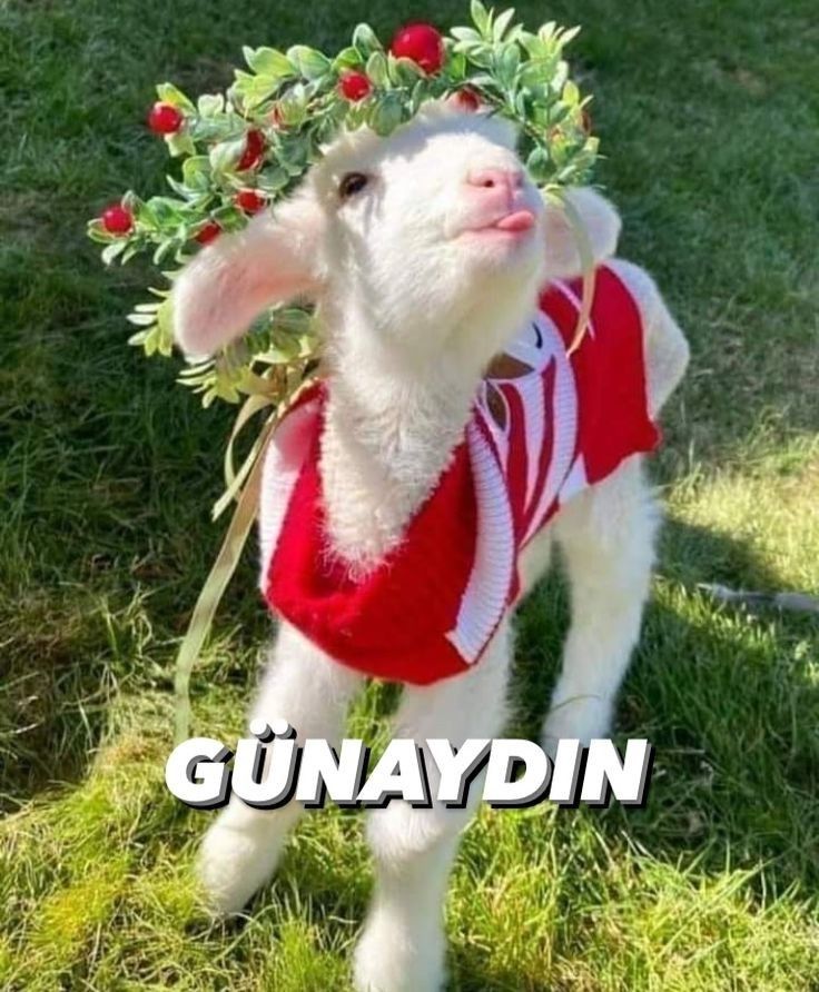 Gönderi görseli
