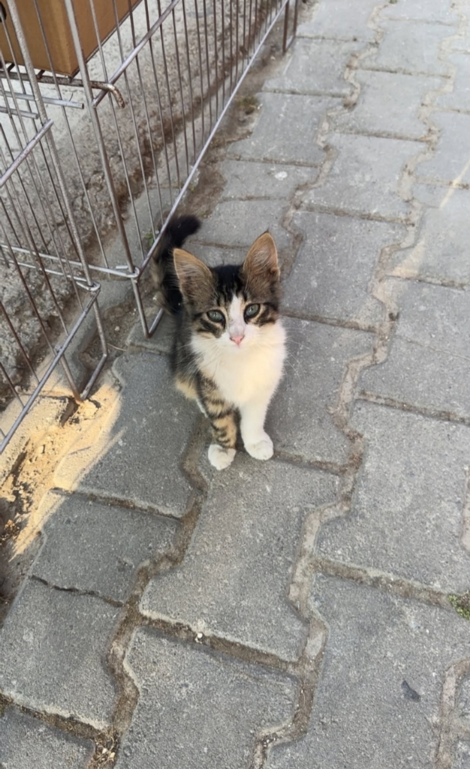 Gönderi görseli