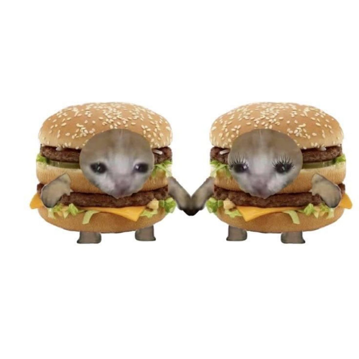 ุตูุฑุฉ ุงูู
ูุดูุฑ
