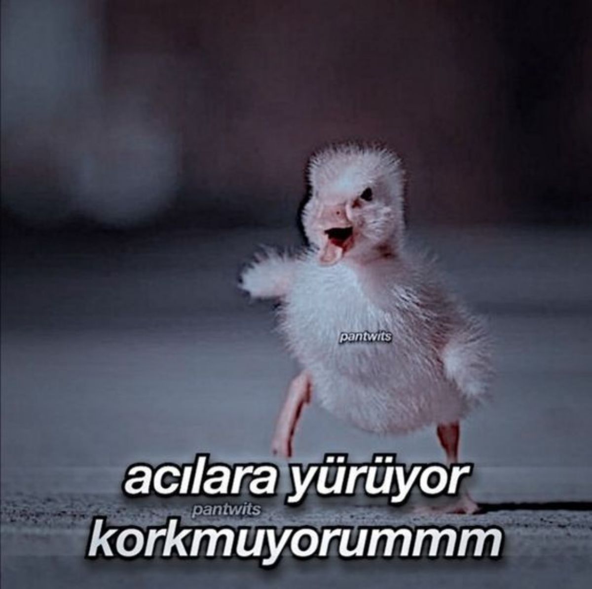 Gönderi görseli