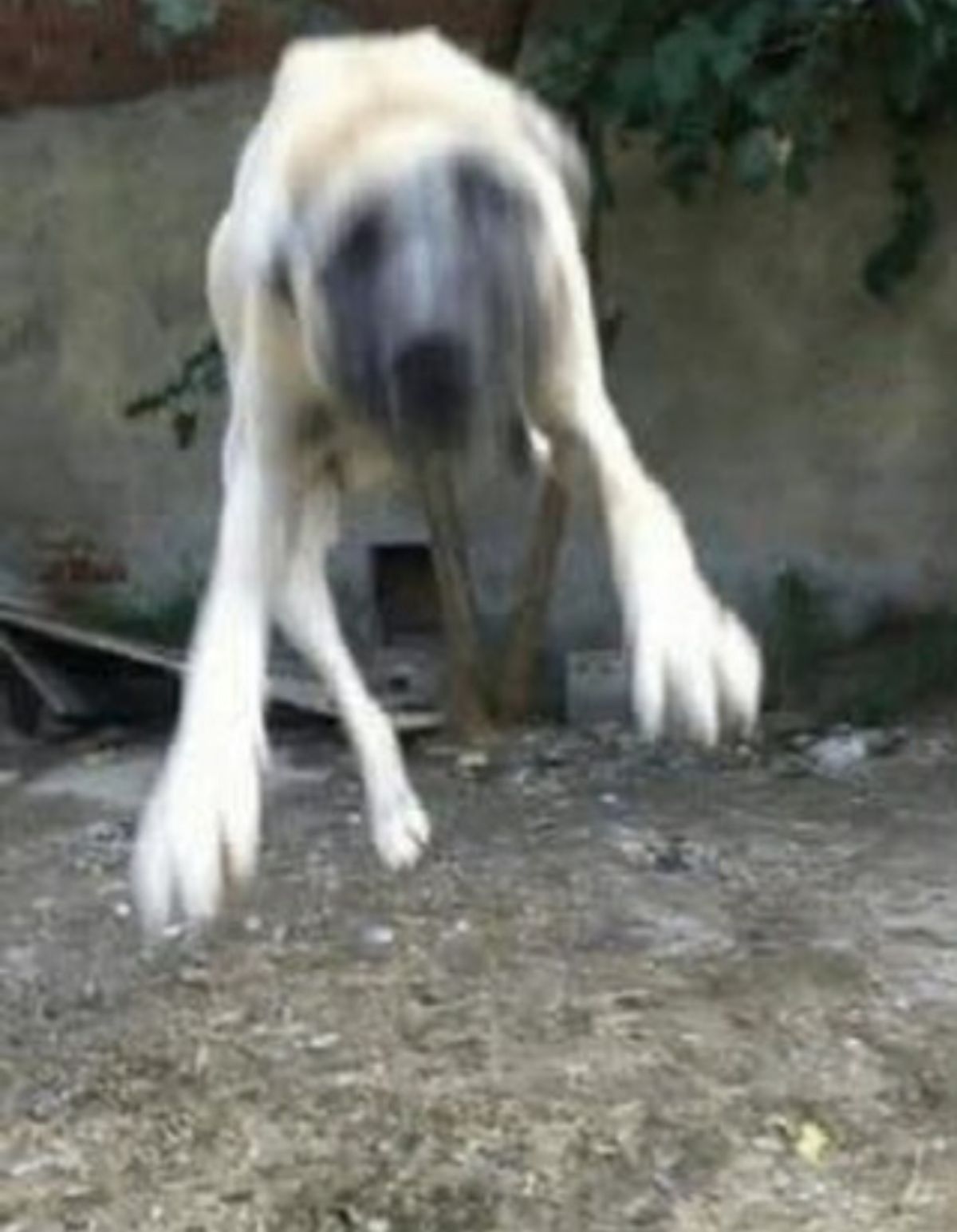 Gönderi görseli