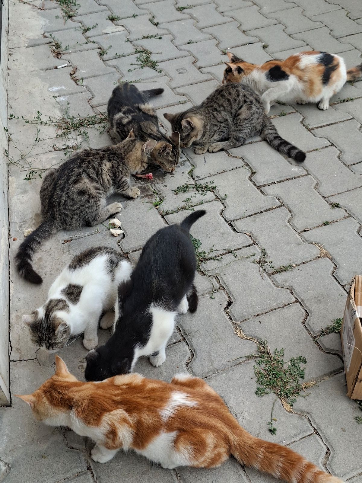 Gönderi görseli